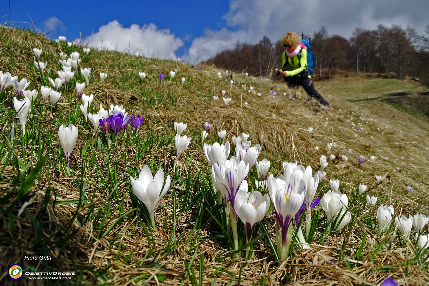 35 Zafferano alpino (Crocus albiflorus) bianco e violetto.JPG -                                